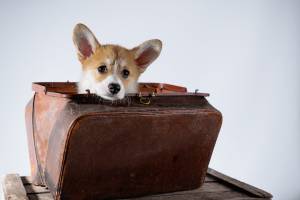 Jean-Marc PENRATH - STUDIO DES VIGNES D'AVARICUM